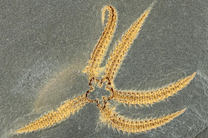 Ordovician Brittle Star (Ophiura) - Morocco #281020